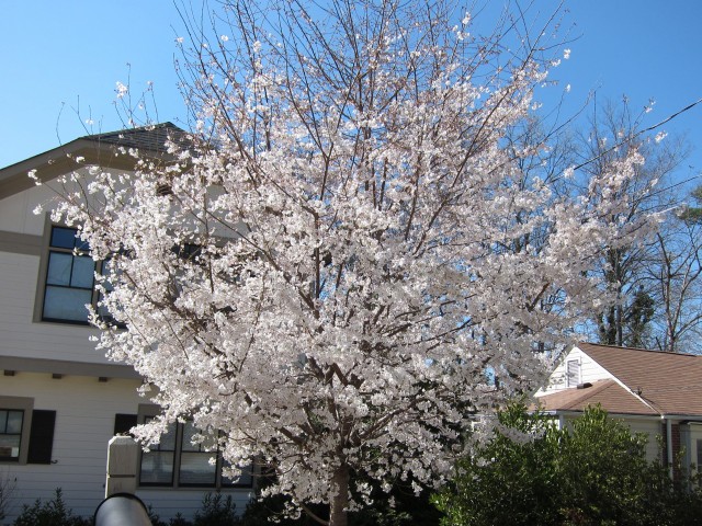 Pretty flowering tree