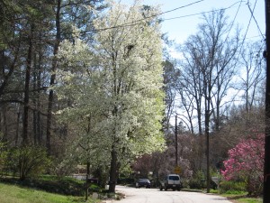 Street lined with flowering trees
