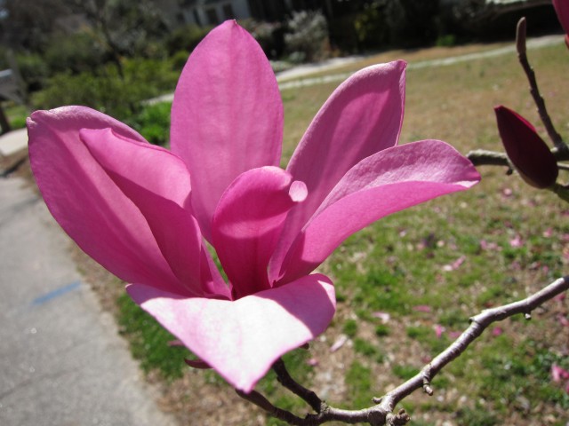 One pink flower