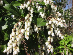 A tree of bell flowers