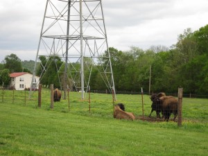 Buffalo pasture