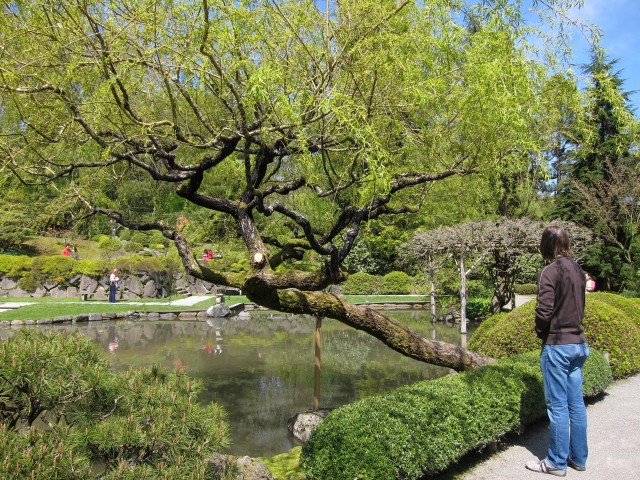Crutch tree Seattle Japanese garden