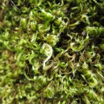 fuzzy green moss