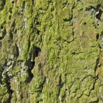 green bark texture