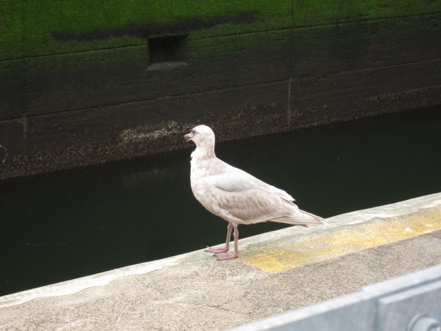 Gull at the loch