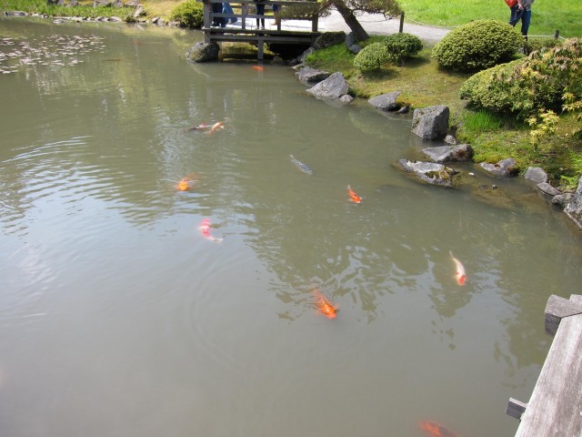 Koi in Japanese garden