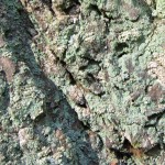 lichen bark texture