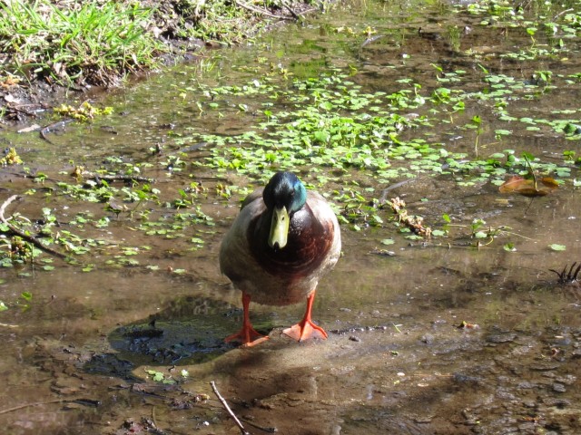 Mallard in Arboretum