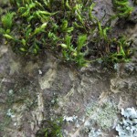 moss and lichen texture