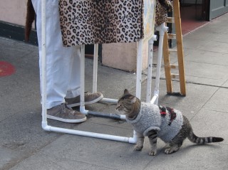 Pike Place sweater cat