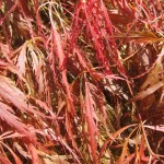 Red Japanese maple texture