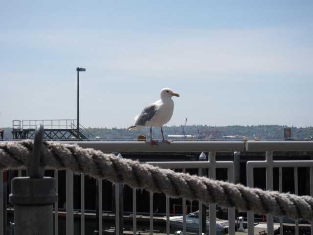 Seagull at Anthony's