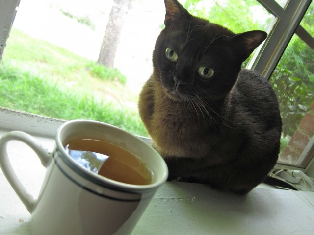 Liam inspecting my tea