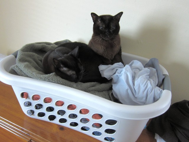 cats in the hamper