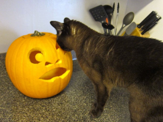 Liam sniffing pumpkin