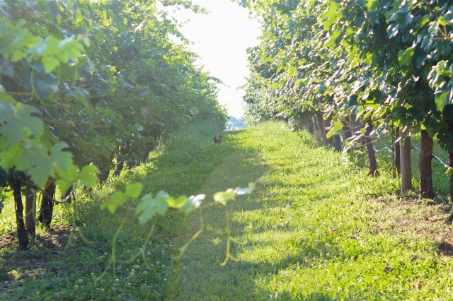 bunnies between the vines